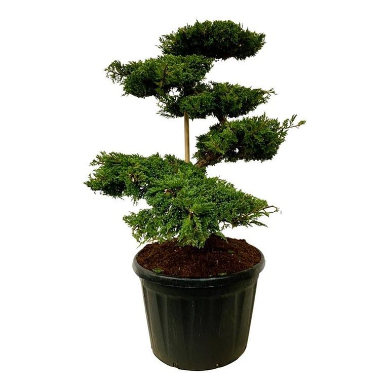 
                  
                    Genévrier Juniperus squamata Blue Carpet en bonsaï de jardin, tronc dégagé et plateaux de feuillage, 160 cm
                  
                