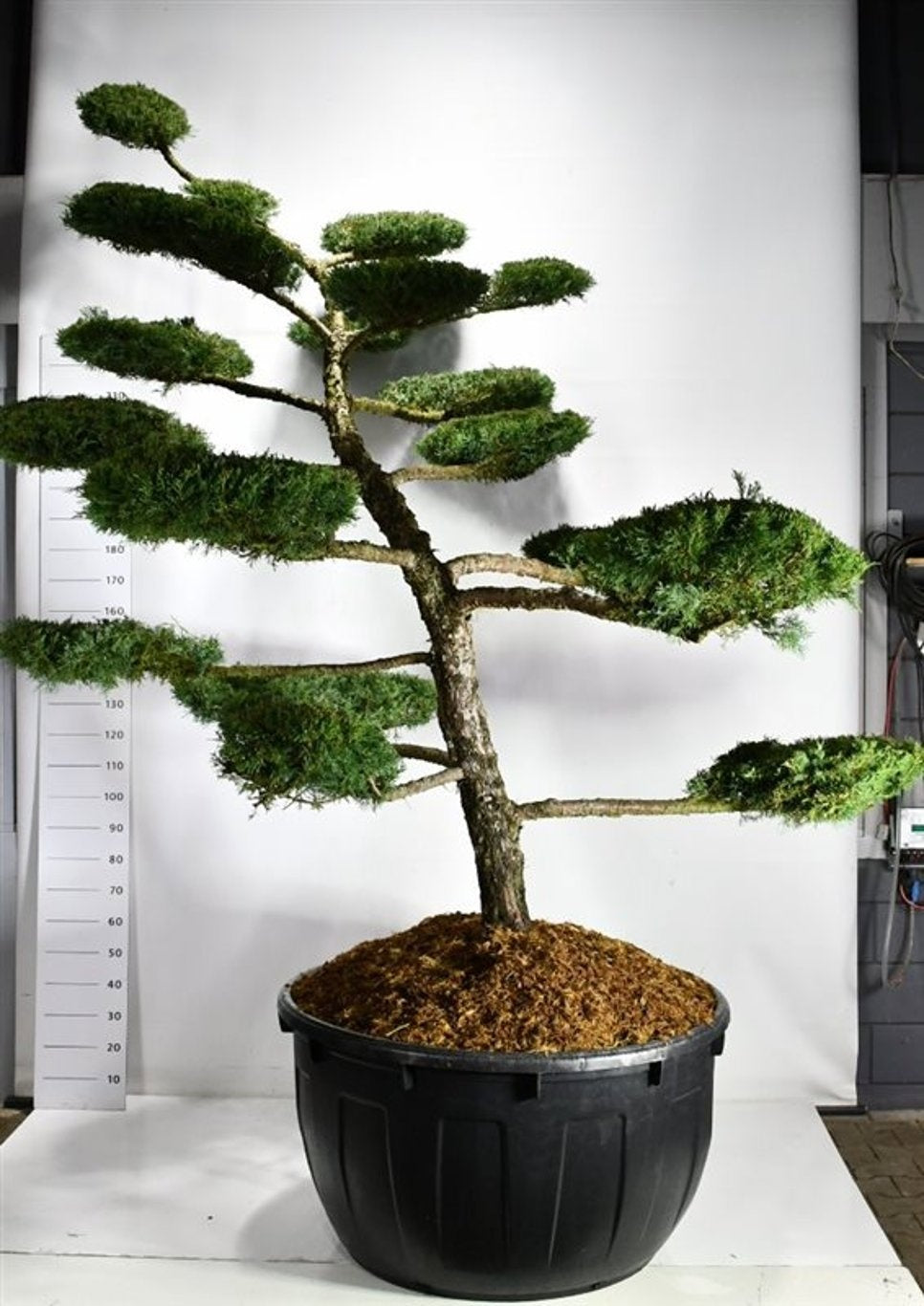 
                  
                    Juniperus Hetzii en bonsaï de jardin, tronc incliné et plateaux de feuillage persistants étagés, hauteur 300 cm
                  
                