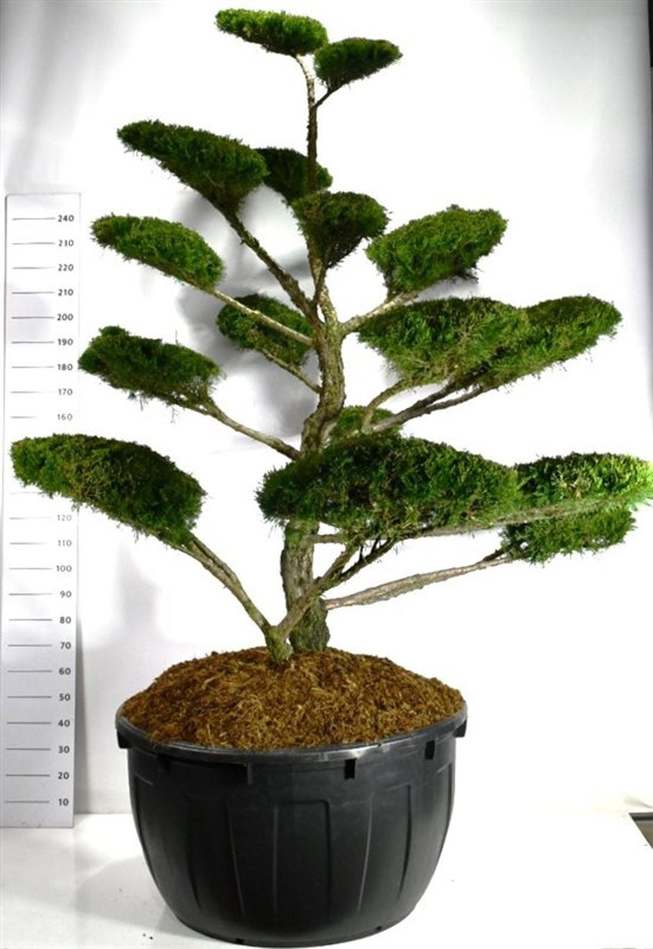 Juniperus Mint Julep formé en bonsaï de jardin, ramure ouverte et plateaux de feuillage vert, hauteur 300 cm