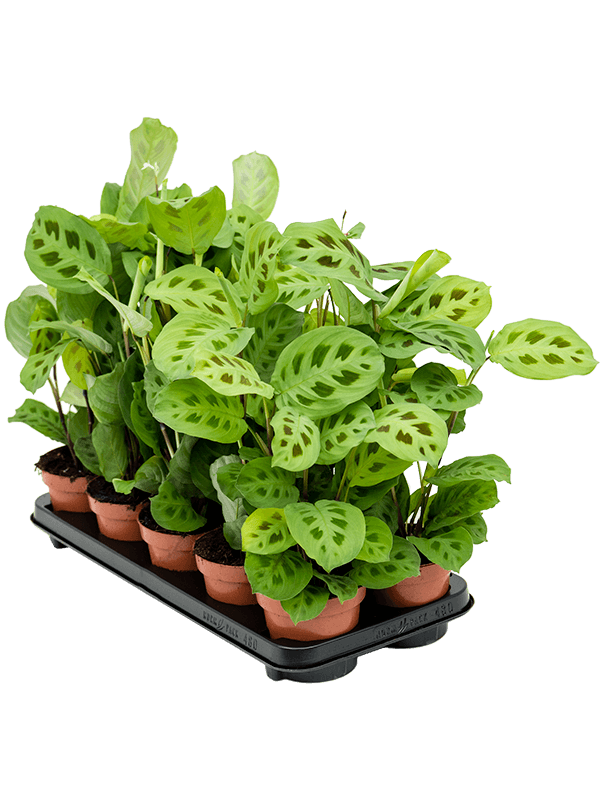Maranta leuconeura 'Kerchoveana' — lot de 10 plantes de 35 cm en pots de 12/10 cm