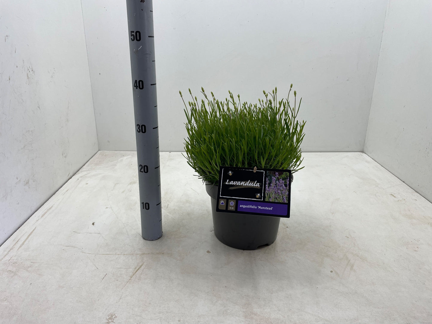Lavande Munstead dans son pot de culture de 23 cm, photo indicative Nieuwkoop de la référence F00007427 vendue en lot de 17 plantes