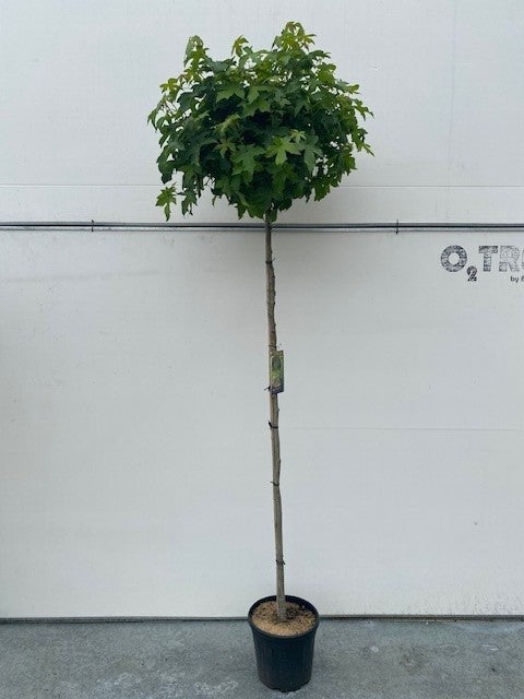 Liquidambar styraciflua ‘Gum Ball’ sur tige, au feuillage vert et à la couronne arrondie