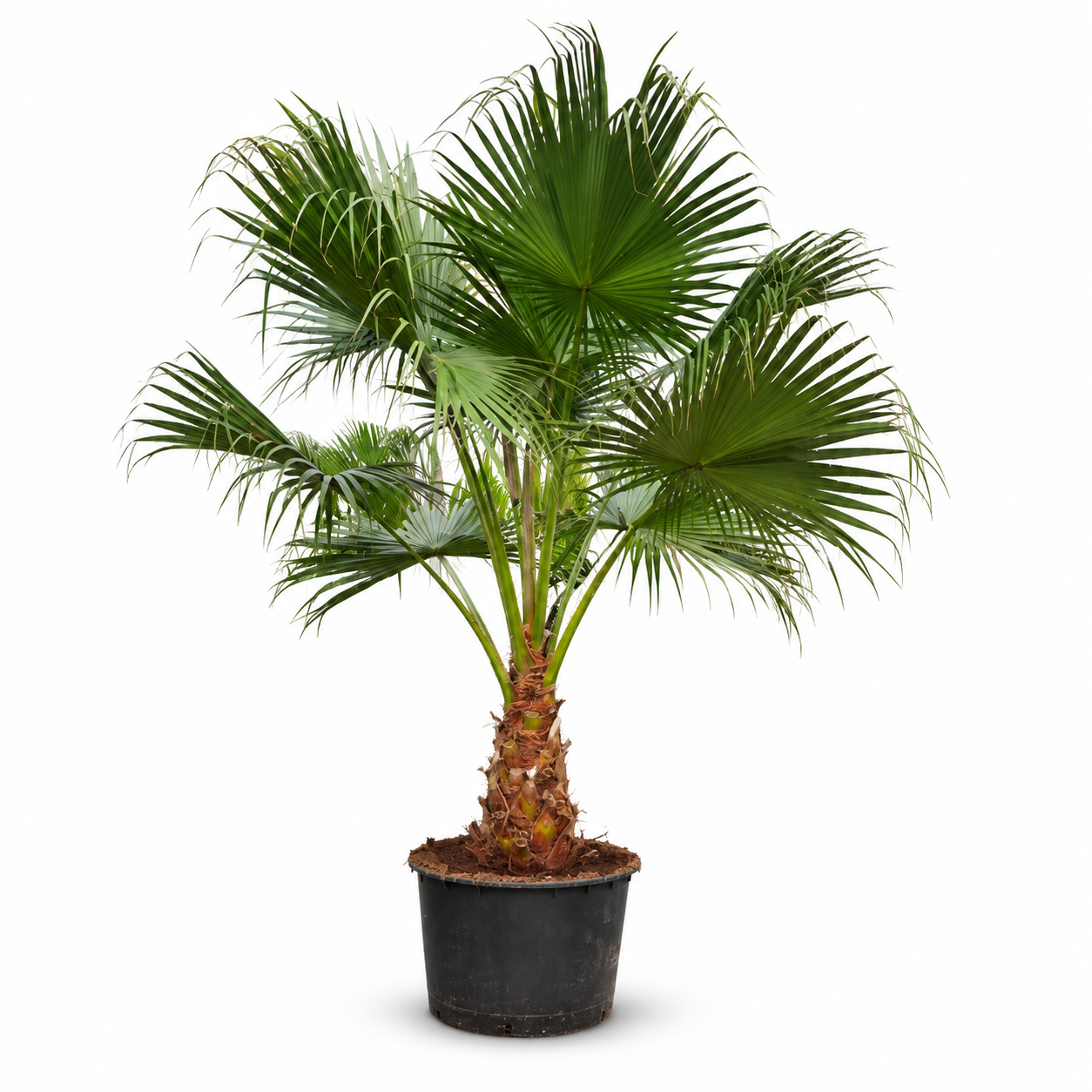 
                  
                    Livistona australis de 375 cm, pot de 96 cm — photo fournisseur avec fond retouché
                  
                