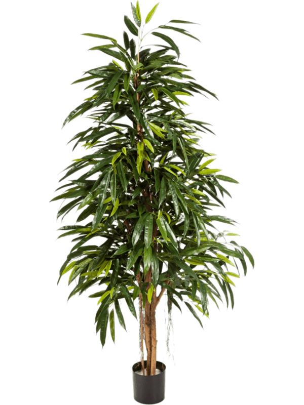
                  
                    Ficus longifolia pyramide artificiel 150 cm – feuillage vert, pot de maintien – 8FW48405N
                  
                