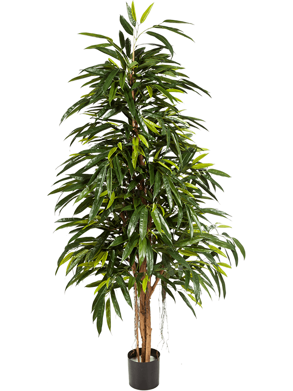
                  
                    Ficus longifolia pyramide artificiel 180 cm – feuillage vert, pot de maintien – 8FW48406N
                  
                
