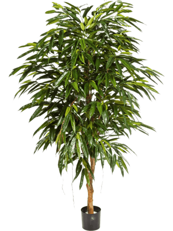 
                  
                    Ficus longifolia ramifié artificiel 150 cm – feuillage vert, pot de maintien – 8FW48305N
                  
                