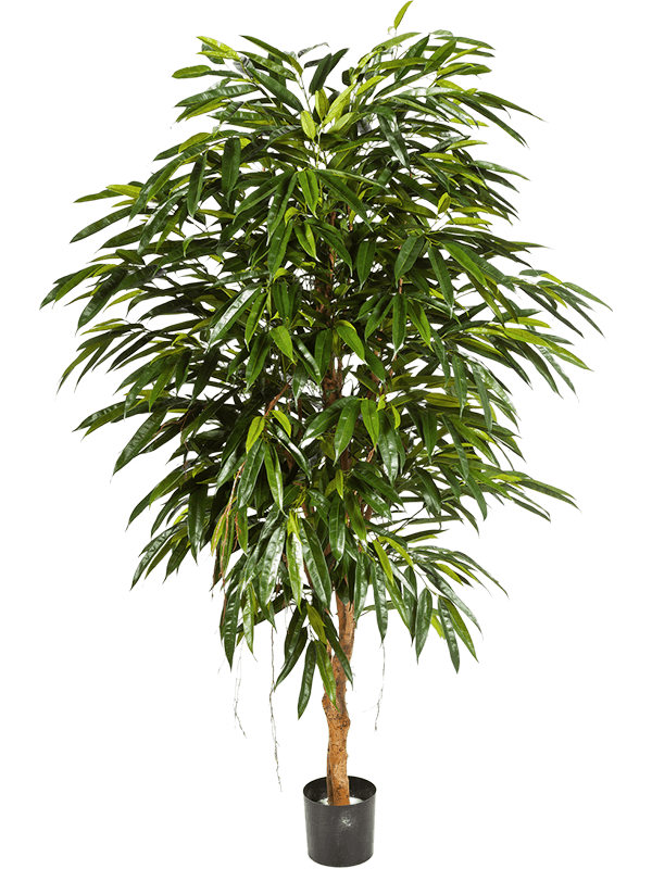 
                  
                    Ficus longifolia ramifié artificiel 180 cm – feuillage vert, pot de maintien – 8FW48306N
                  
                