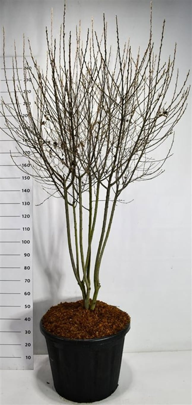 Amelanchier canadensis ‘Rainbow Pillar’, sujet en pot de culture de 60 cm, format 250 cm — photographie de la référence F00006280, proposée par lot de 2 plantes