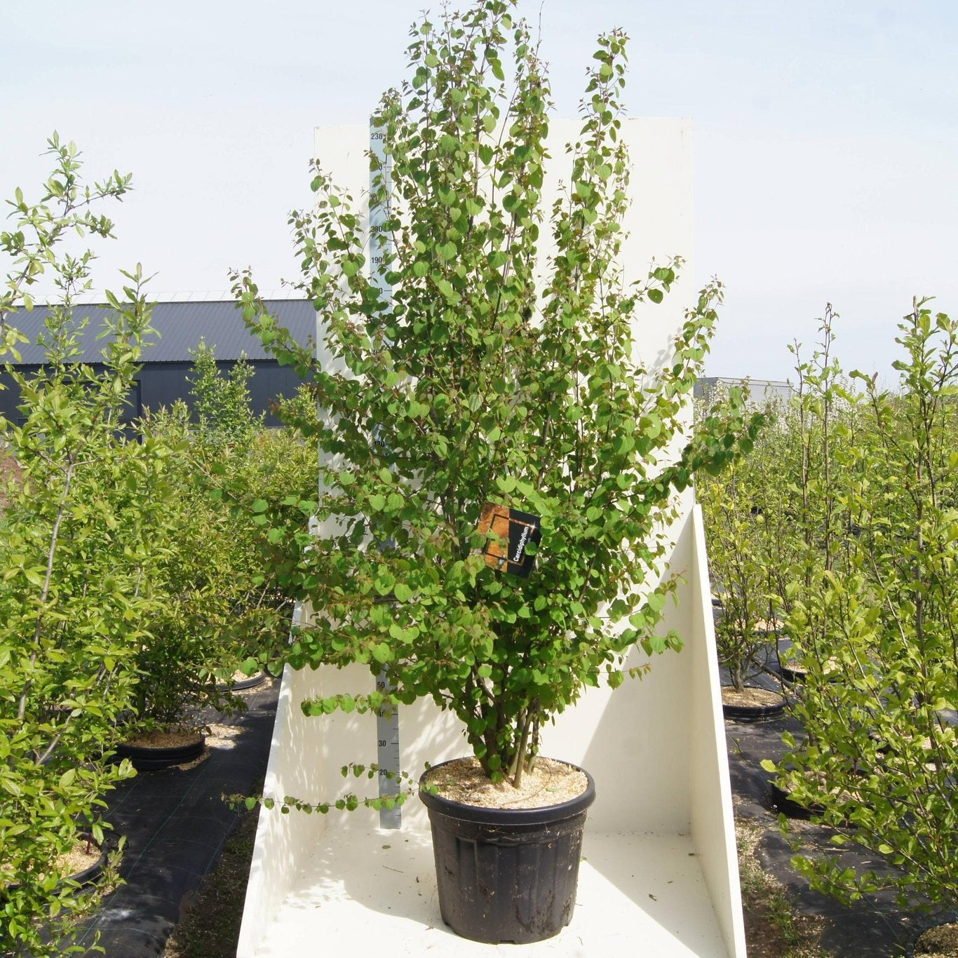 Cercidiphyllum japonicum, sujet en pot de culture de 55 cm, format 240 cm — photographie de la référence F00012518, proposée par lot de 3 plantes