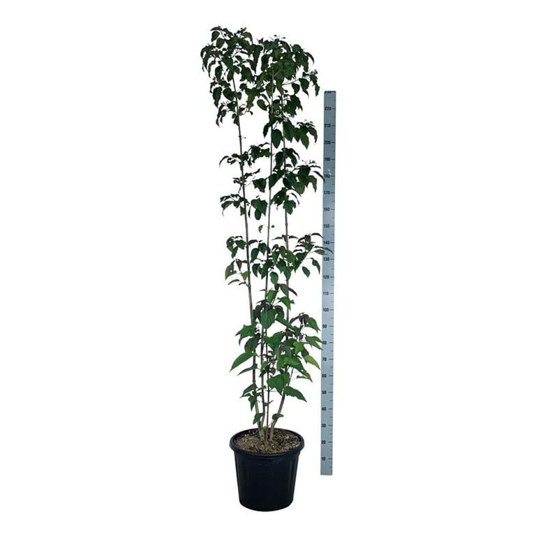 Clerodendrum trichotomum var. fargesii, sujet en pot de culture de 40 cm, format 250 cm — photographie de la référence F00011949, proposée par lot de 4 plantes