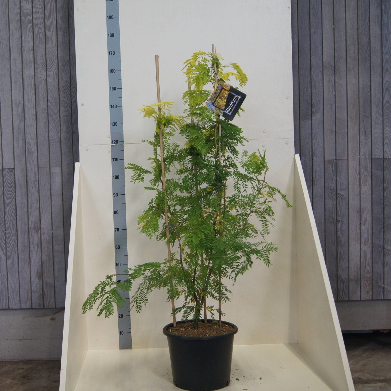 
                  
                    Gleditsia triacanthos ‘Sunburst’, sujet en pot de culture de 40 cm, format 175 cm — photographie de la référence F00012819, proposée par lot de 9 plantes
                  
                