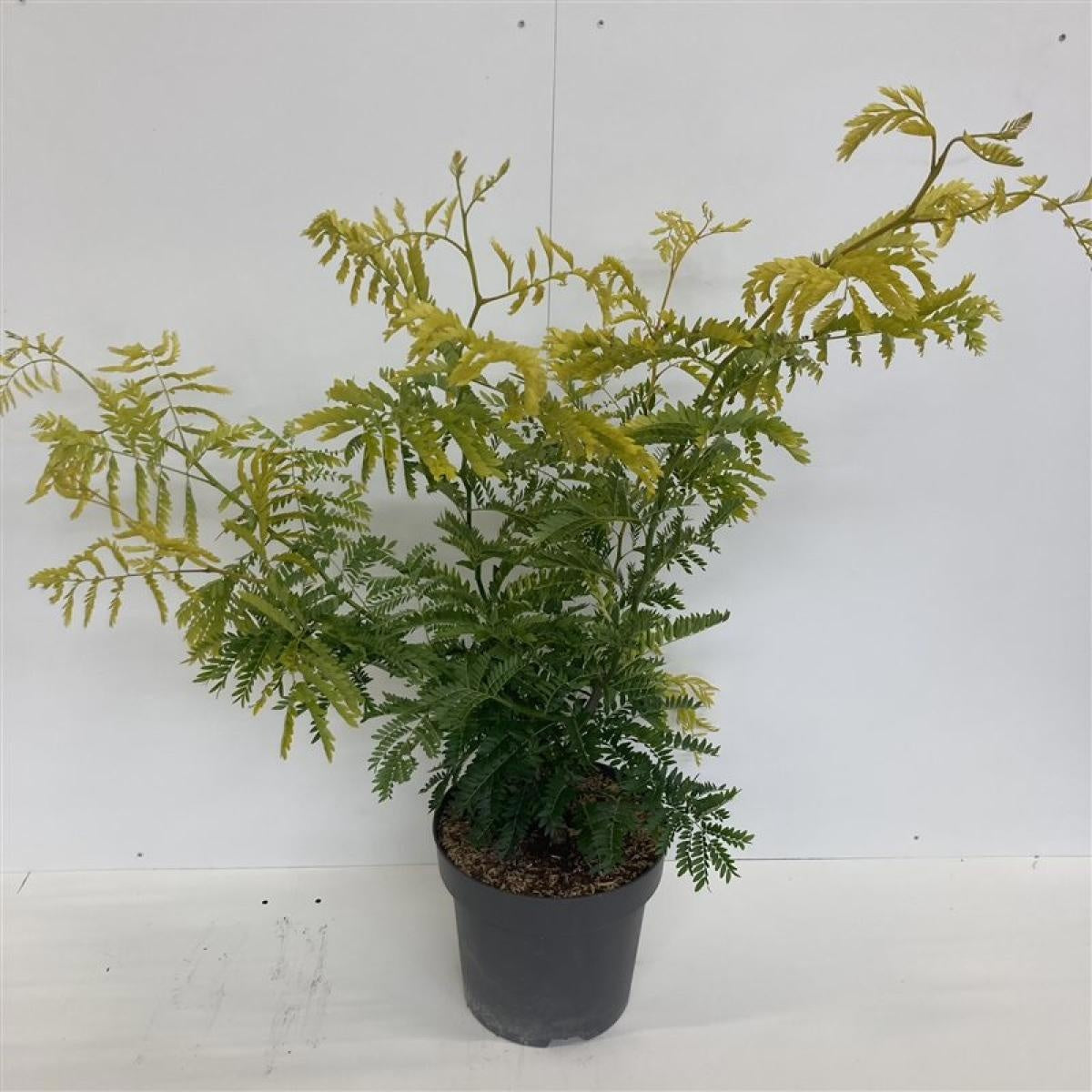 
                  
                    Gleditsia triacanthos ‘Sunburst’, sujet en pot de culture de 32 cm, format 100 cm — photographie de la référence F00013337, proposée par lot de 9 plantes
                  
                