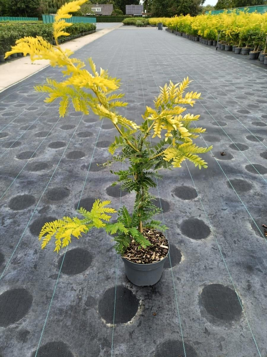 
                  
                    Gleditsia triacanthos ‘Sunburst’, sujet en pot de culture de 21 cm, format 100 cm — photographie de la référence F00014510, proposée par lot de 20 plantes
                  
                