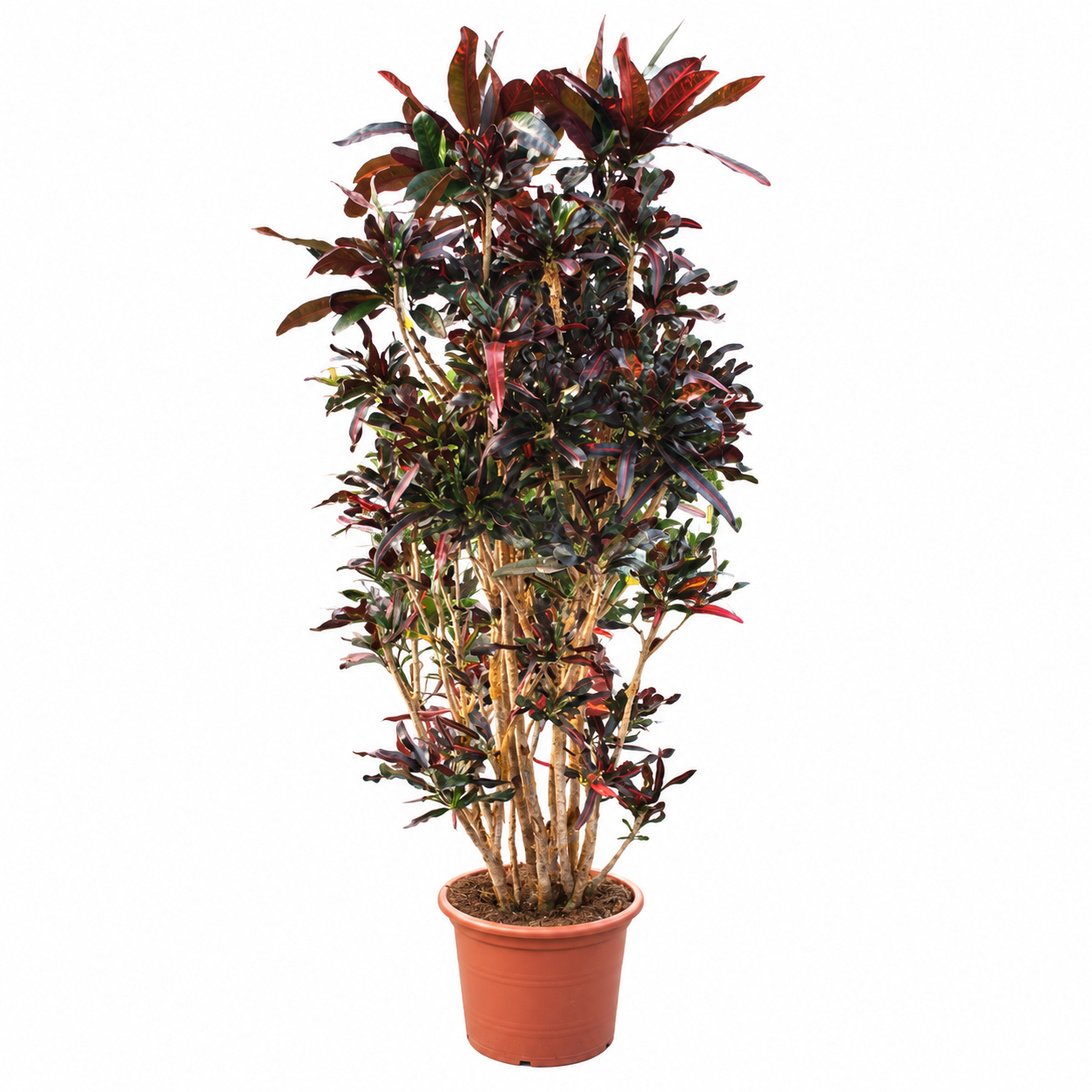 
                  
                    Croton Codiaeum variegatum Mammi ramifié de 240 cm, feuillage coloré et torsadé, en pot de culture de 50 cm — fond blanc
                  
                