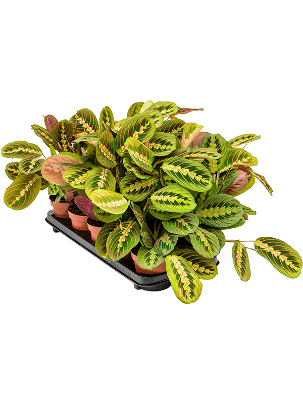 Maranta leuconeura 'Fascinator' — lot de 10 plantes de 35 cm en pots de 12/10 cm