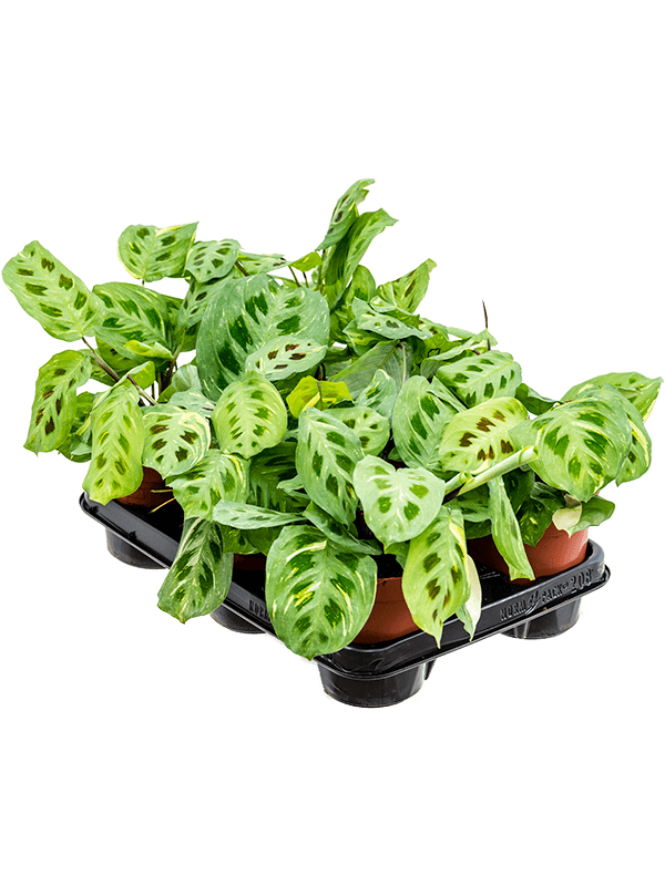 Maranta leuconeura 'Fiesta' — lot de 6 plantes de 35 cm en pots de 12/10 cm, photo détourée pour fond blanc