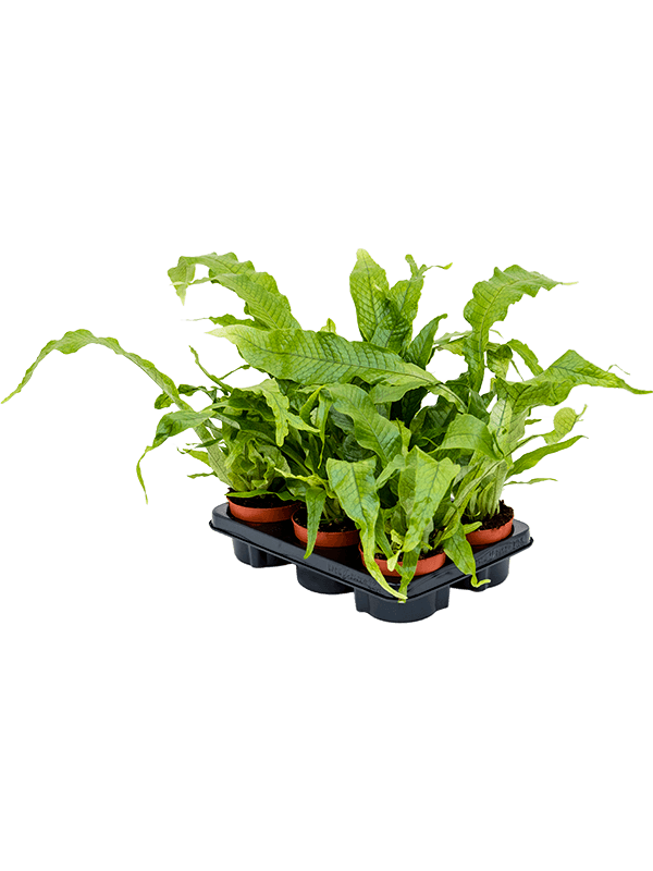 Microsorum crocodyllus — lot de 6 plantes de 25 cm en pots de 12/9 cm, fond blanc