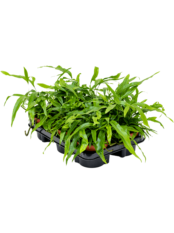 Microsorum diversifolium — lot de 6 plantes de 20 cm en pots de 12/9 cm, fond blanc