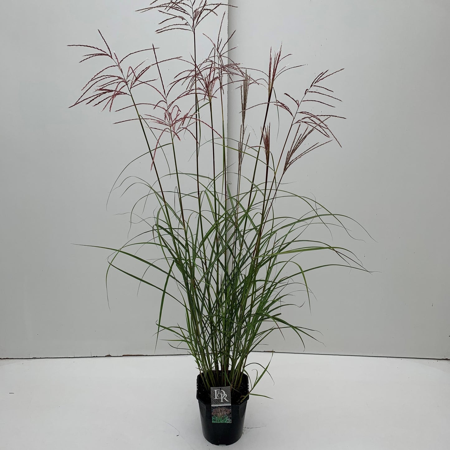 
                  
                    Miscanthus sinensis Ferner Osten dans son pot de culture, photo fournisseur de la référence F00003916, vente à l’unité
                  
                