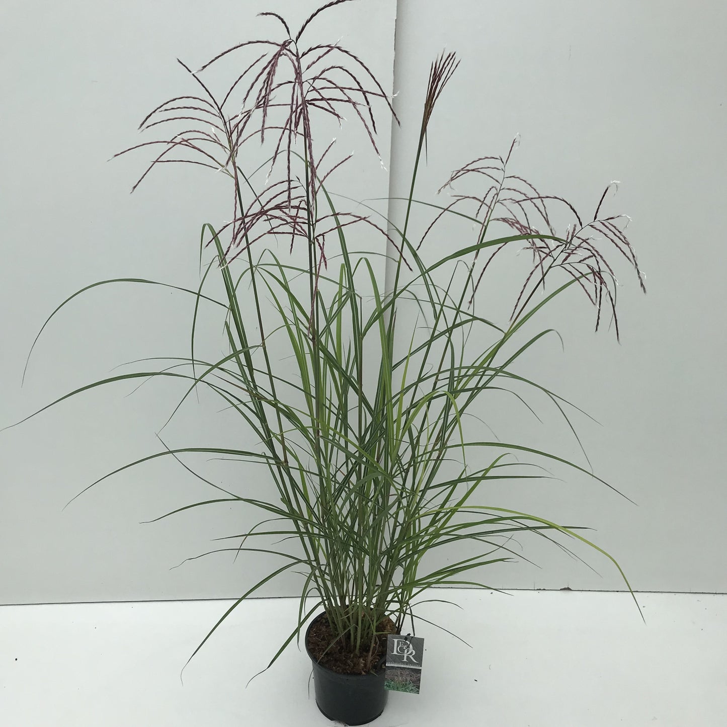 
                  
                    Miscanthus sinensis Ferner Osten, feuillage et panicules en pot de culture, photo fournisseur de la référence F00003915
                  
                