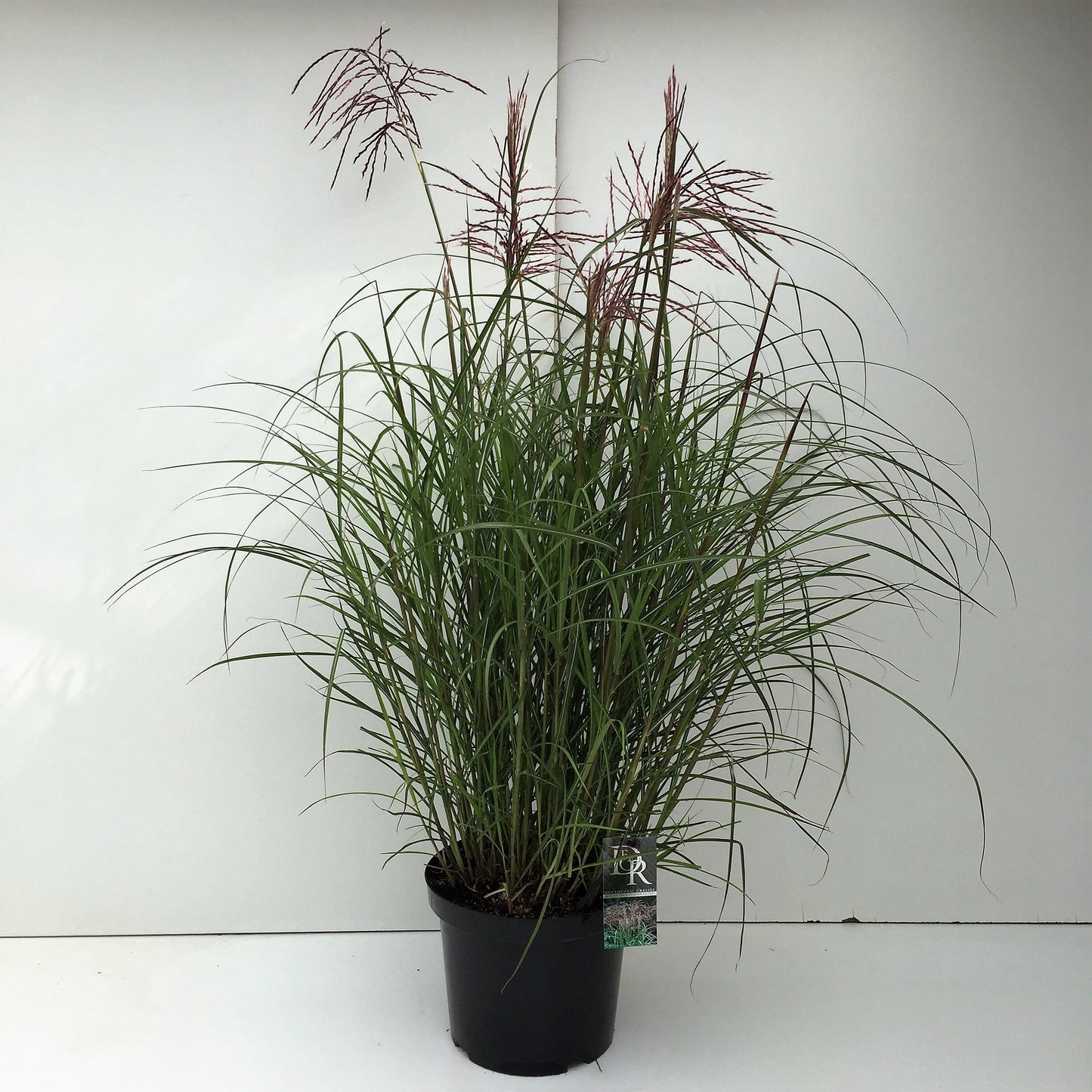 Miscanthus sinensis Ferner Osten, touffe en pot et panicules rouge brun, photo fournisseur de la référence F00003917