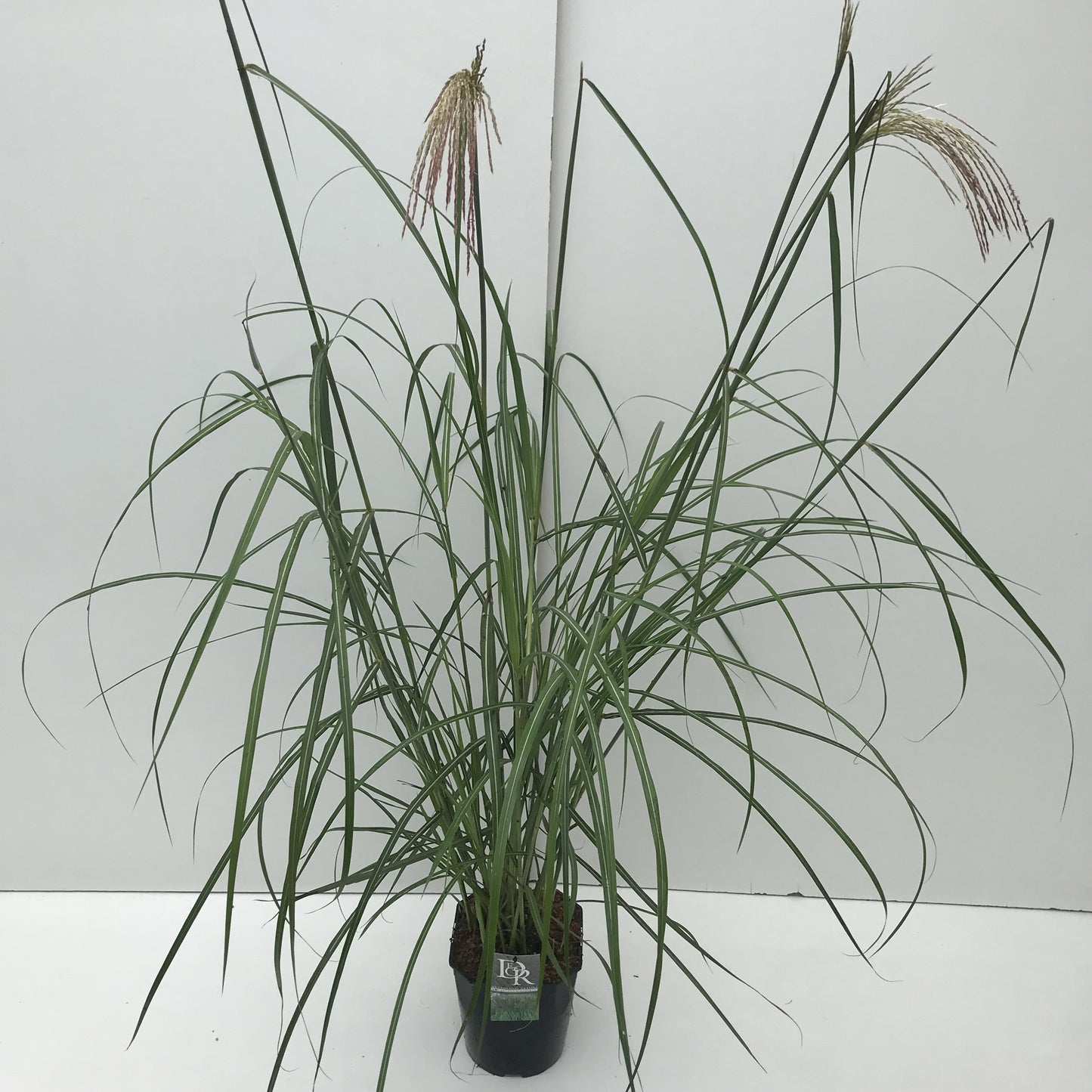 Miscanthus sinensis ‘Malepartus’ en pot de culture — photo fournisseur de la référence F00004009, hauteur indicative 70 cm, pot de 23 cm, vente à l’unité.