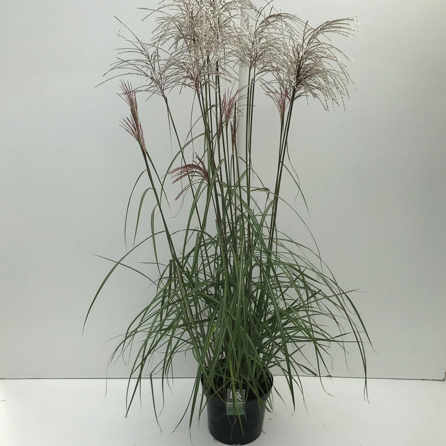 
                  
                    Miscanthus sinensis ‘Malepartus’ en pot de culture — photo fournisseur de la référence F00003986, hauteur indicative 70 cm, pot de 29 cm, vente à l’unité.
                  
                