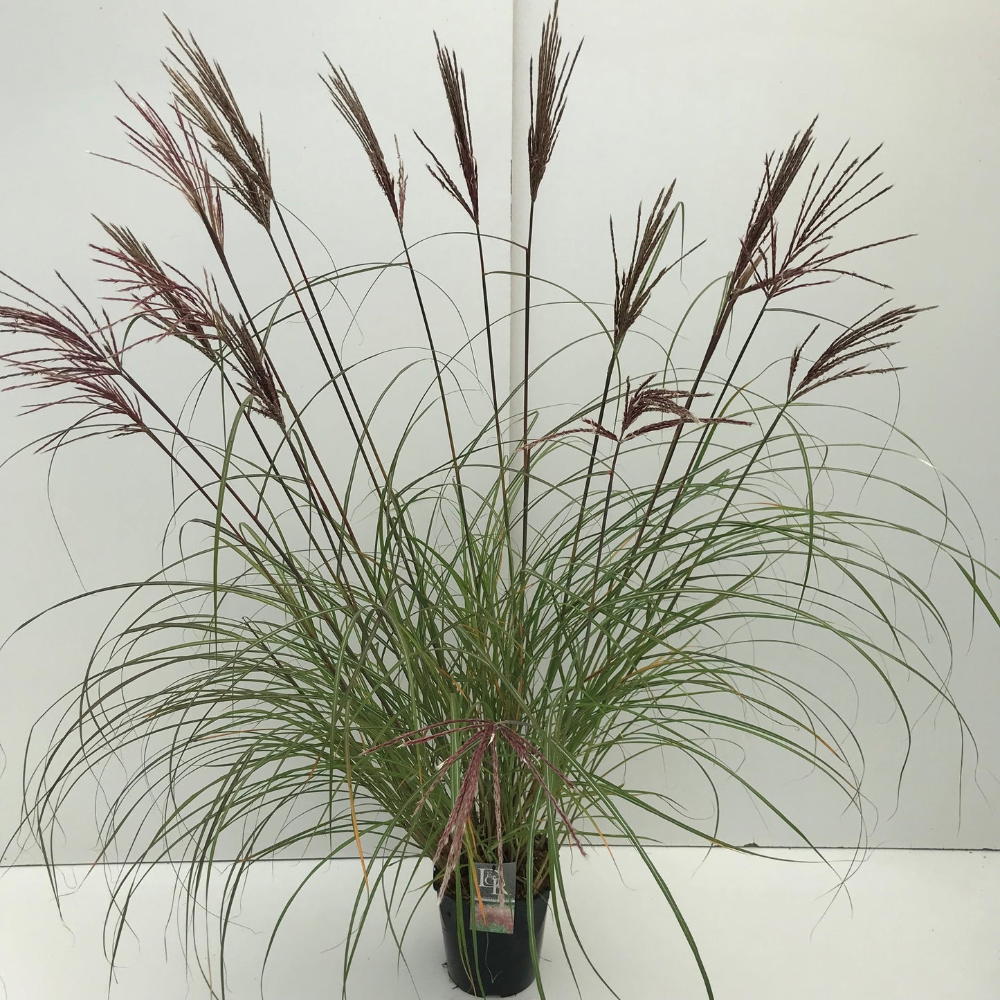 Miscanthus sinensis Red Chief, photo du format 70 cm en pot de 23 cm, vendu en lot de 21 plantes