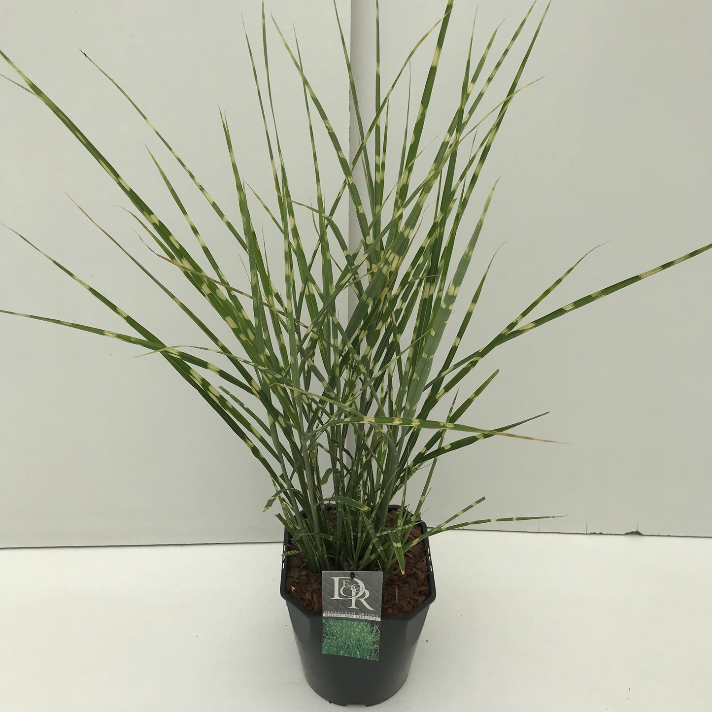 Miscanthus sinensis Strictus, feuillage vert à bandes jaunes, photo fournisseur de la référence F00003906, plante vendue à l’unité