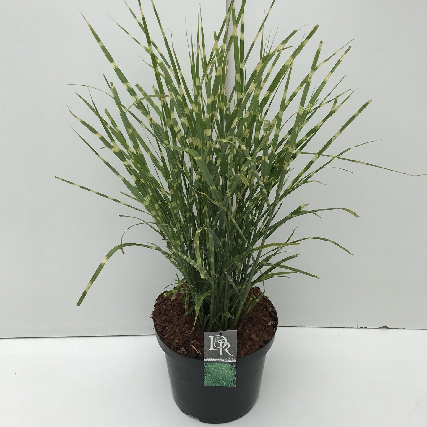 
                  
                    Miscanthus sinensis Strictus, feuillage vert à bandes jaunes, photo fournisseur de la référence F00003934, plante vendue à l’unité
                  
                