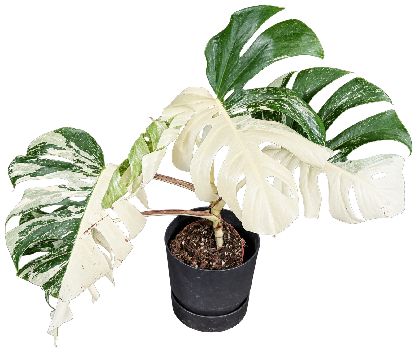 
                  
                    Monstera Albo Super White — 50 cm, pot Ø 15 cm — CPS-020
                  
                