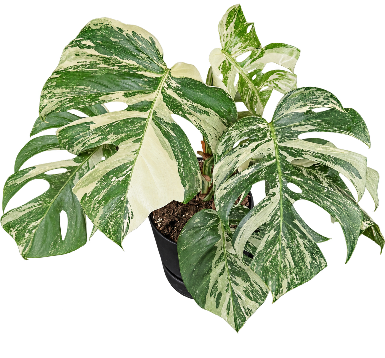 
                  
                    Monstera Albo Super White — 55 cm, pot Ø 21 cm — CPS-028
                  
                