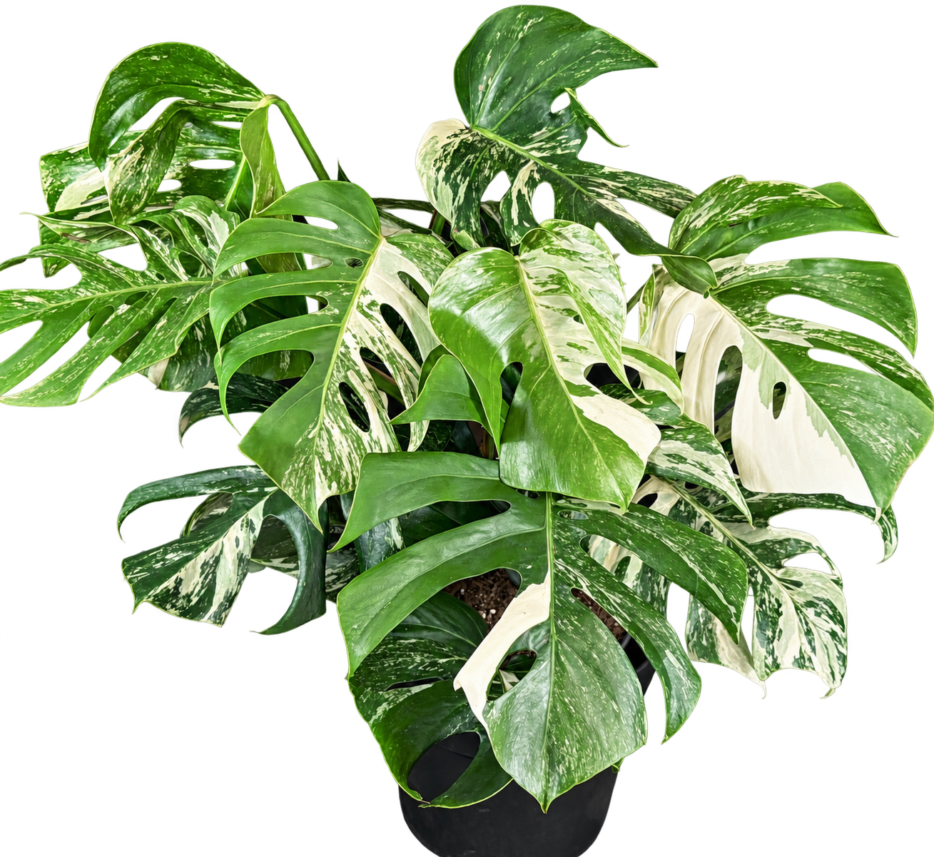
                  
                    Monstera Albo Super White — 65 cm, pot Ø 24 cm — CPS-008
                  
                