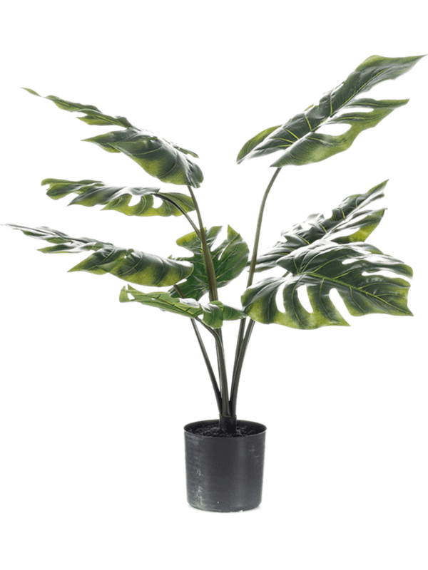 
                  
                    Monstera artificiel 60 cm, feuillage vert découpé et nervuré en touffe, pot de base noir — 8EE422157
                  
                