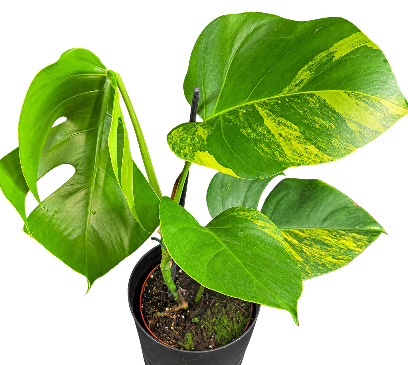 Monstera Aurea au feuillage vert et jaune doré, 60 cm en pot de 17 cm — CPS-012