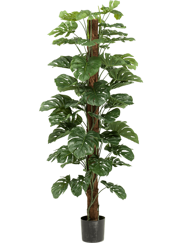 
                  
                    Monstera artificiel en colonne, feuillage vert, hauteur 180 cm – 8EE422991 – NATURA
                  
                