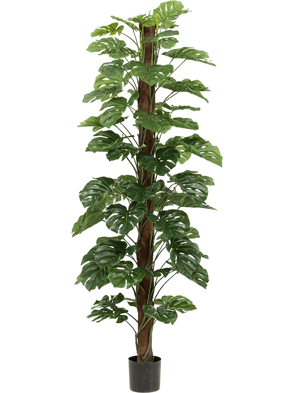 
                  
                    Monstera artificiel en colonne, feuillage vert, hauteur 210 cm – 8EE422992 – NATURA
                  
                
