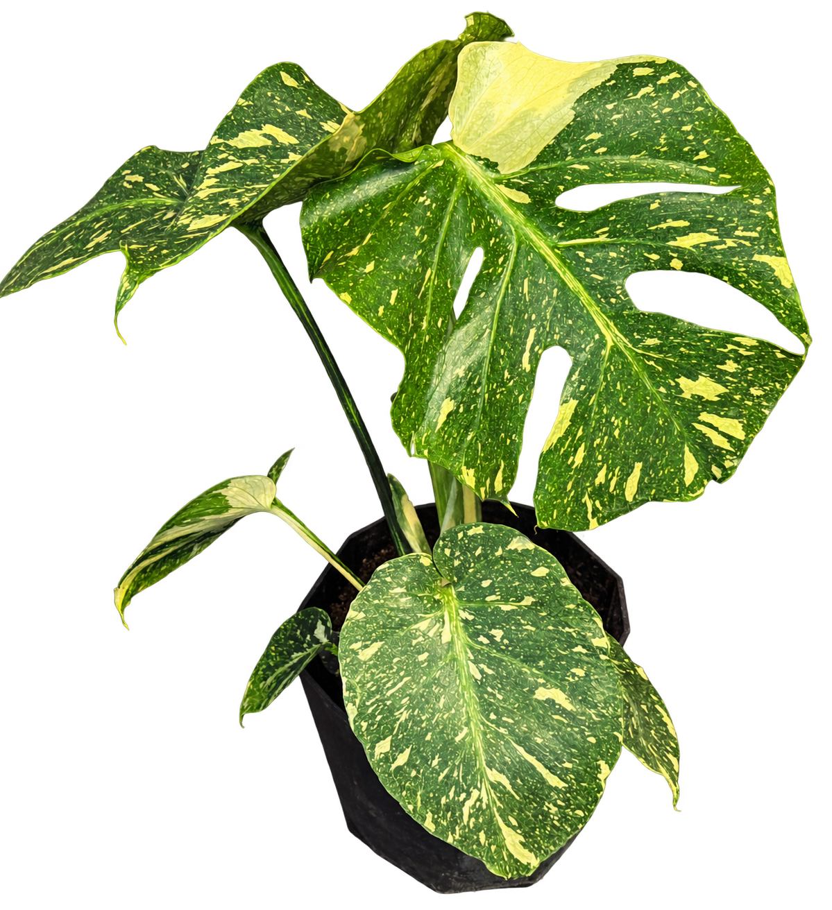 
                  
                    Monstera Crème Brûlée — hauteur 50 cm, pot Ø 12 cm — photographie détourée
                  
                