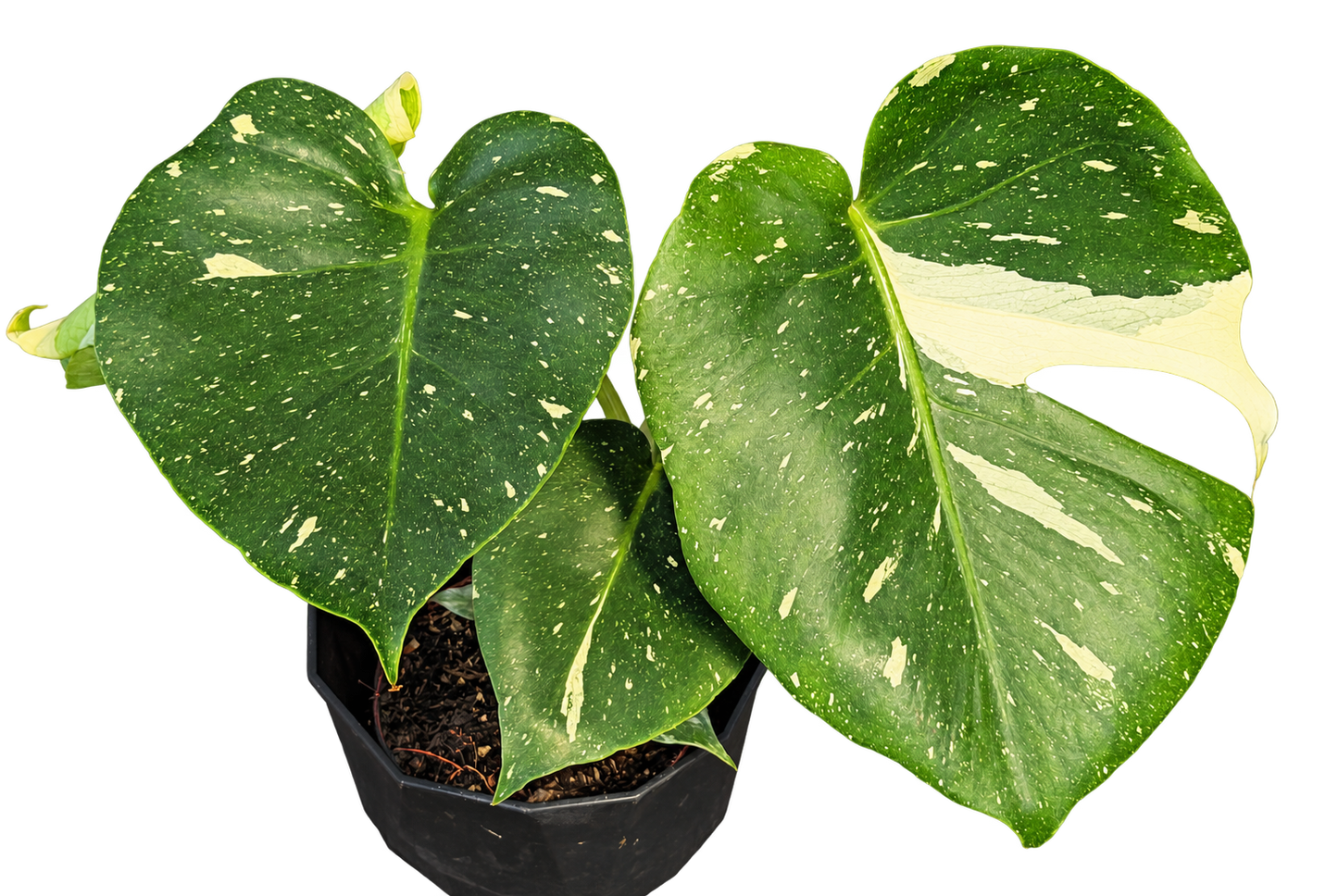
                  
                    Monstera Crème Brûlée, 40 cm, pot Ø 12 cm — CPS-016
                  
                