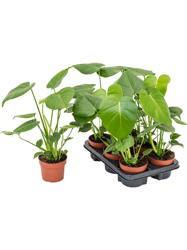
                  
                    Monstera deliciosa — lot de 6 plantes de 40 cm en pots de 12/10 cm, fond blanc
                  
                
