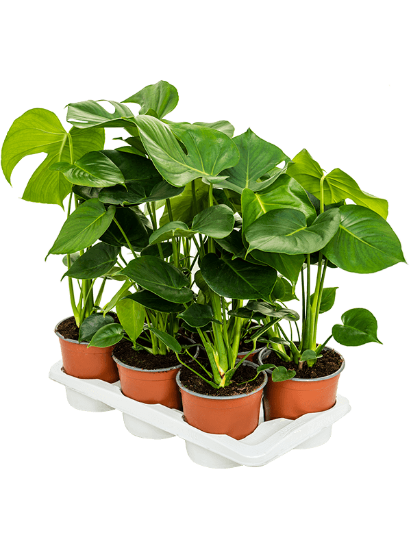 
                  
                    Monstera deliciosa — lot de 6 plantes de 65 cm en pots de 17/14 cm, fond blanc
                  
                