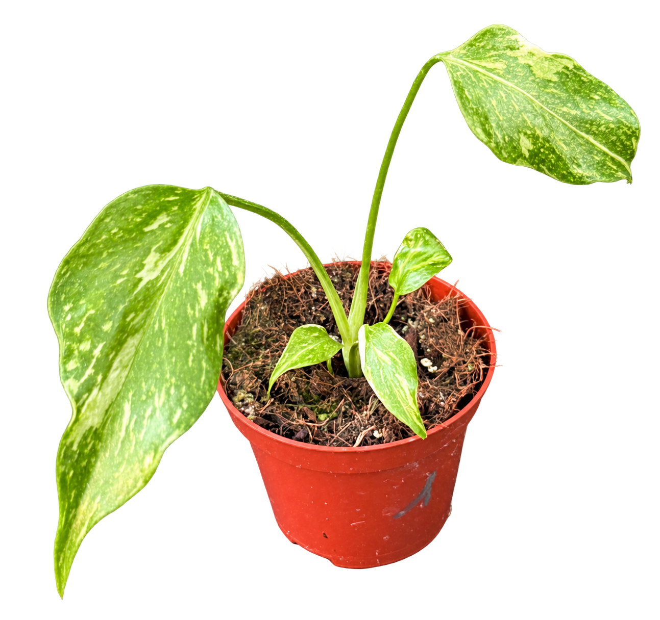 Monstera Electro Light au feuillage vert et crème, 18 cm en pot de 8 cm — CPS-010