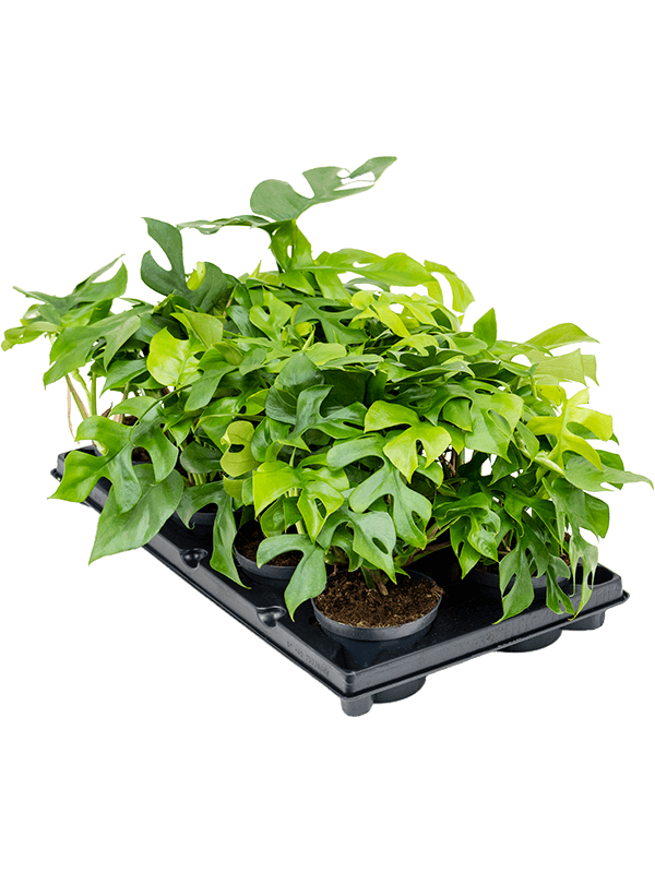 Monstera minima, Rhaphidophora tetrasperma — lot de 6 plantes de 25 cm, pots de 12/10 cm, fond blanc