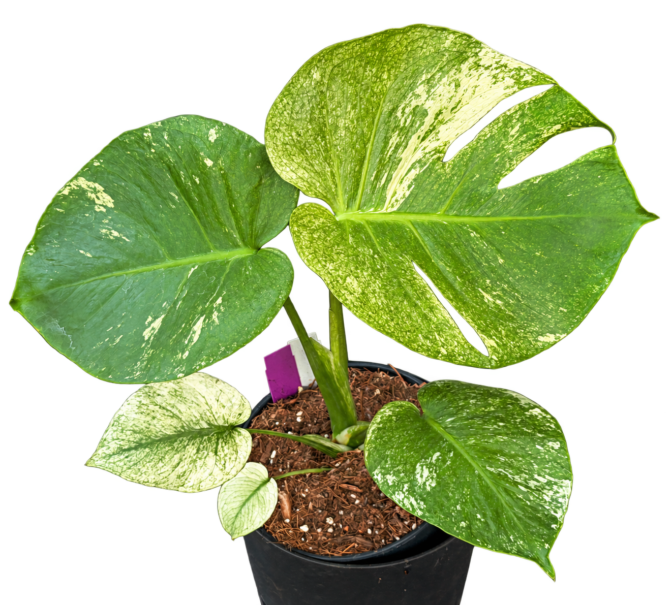 
                  
                    Monstera deliciosa Mint, feuilles marbrées de vert menthe et crème, 45 cm en pot de 17 cm — CPS-011
                  
                