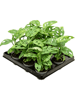 
                  
                    Monstera obliqua jeune plant de 12 cm, pot de culture 6/5 cm, variante en lot de 12
                  
                