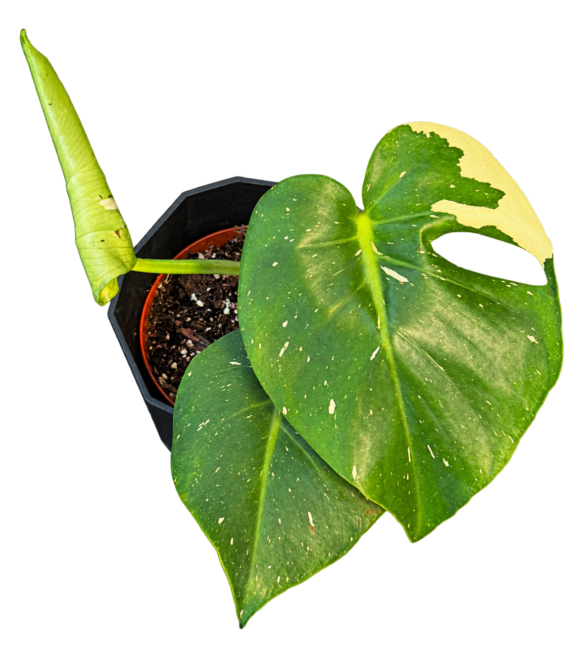 
                  
                    Monstera Thai Constellation, 35 cm, pot Ø 14 cm — CPS-017
                  
                