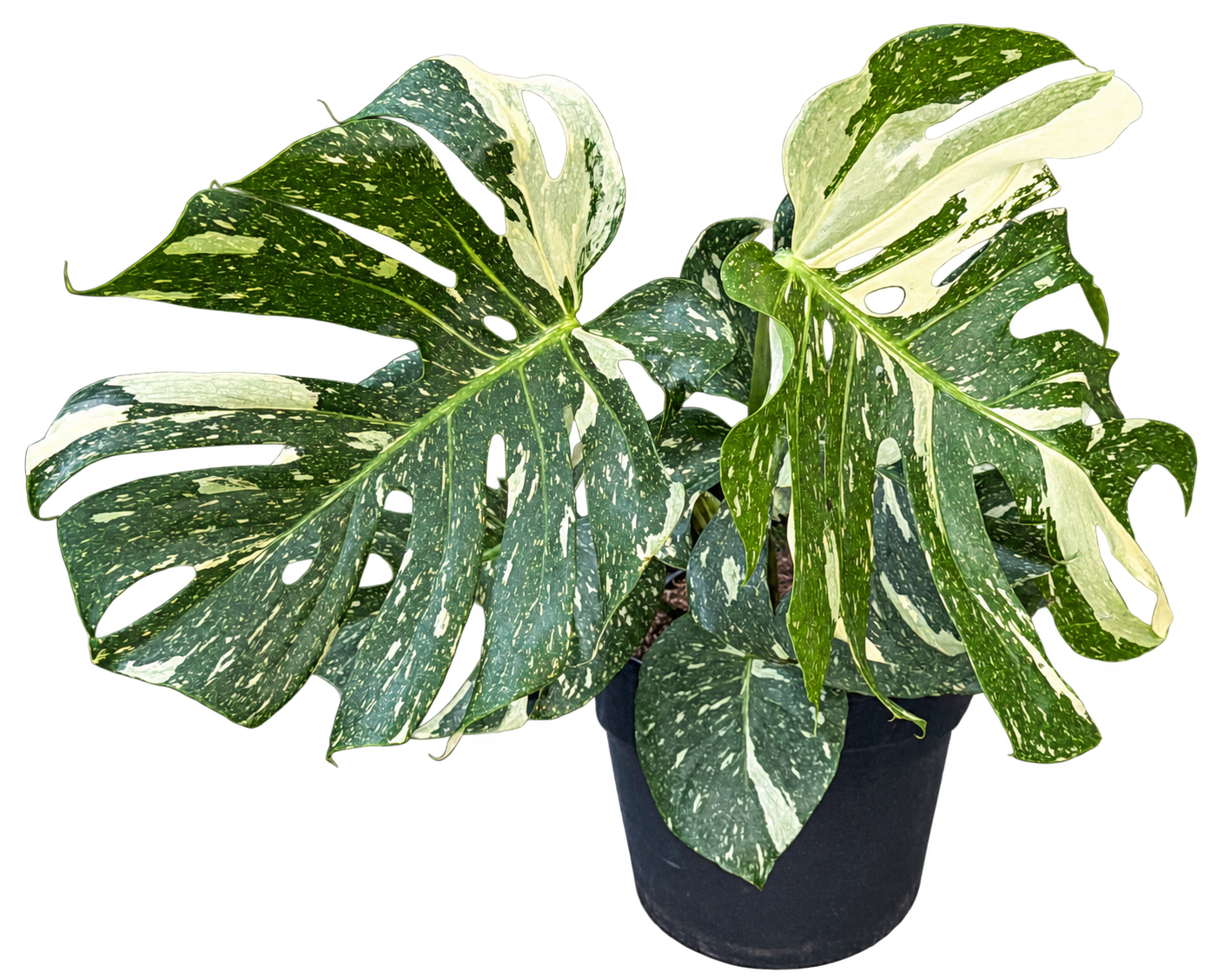 
                  
                    Monstera Thai Constellation, feuillage panaché crème, format 80 cm en pot de 21 cm — CPS-009
                  
                