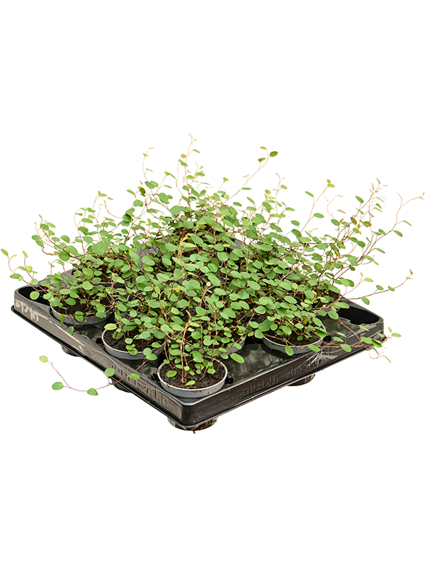 
                  
                    Muehlenbeckia complexa Maori 10 cm, lot de 12 plantes
                  
                