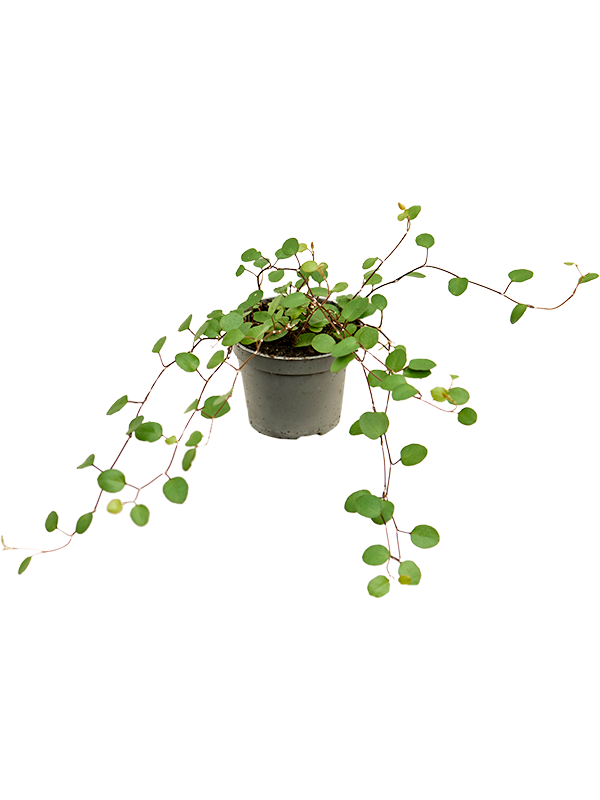 
                  
                    Muehlenbeckia complexa Maori 10 cm, lot de 12 plantes, vue 2
                  
                