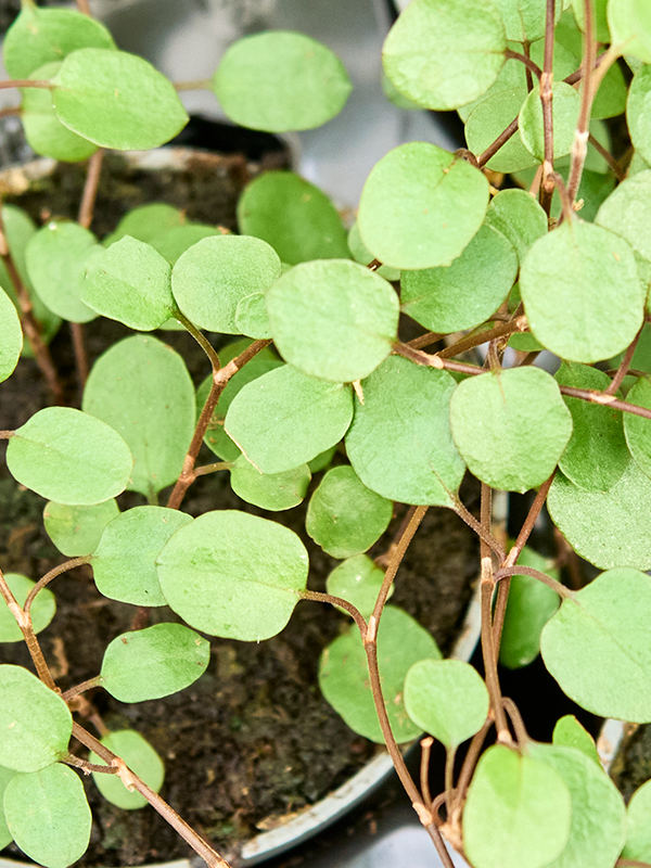 
                  
                    Muehlenbeckia complexa Maori 10 cm, lot de 12 plantes, vue 3
                  
                